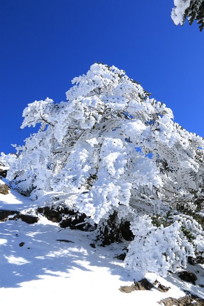 去轿子雪山感受冰雪奇缘