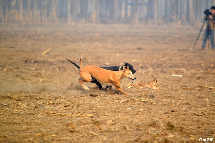 驱车奔赴保定高阳参与灵缇逮兔子比赛摄制活动海量图片奉上