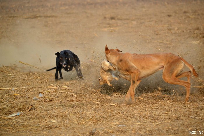 驱车奔赴保定高阳参与灵缇逮兔子比赛摄制活动海量图片奉上