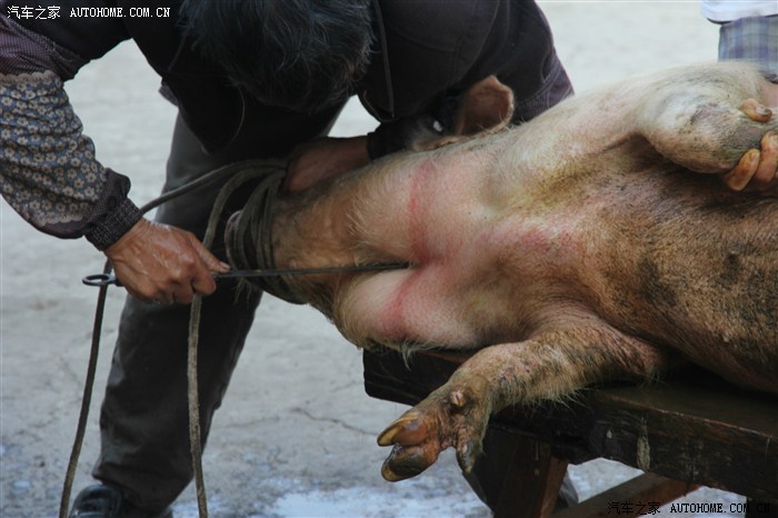 杀猪的技巧 一刀毙命 位置关键  在乡下会杀猪是一个受人尊敬的技术活