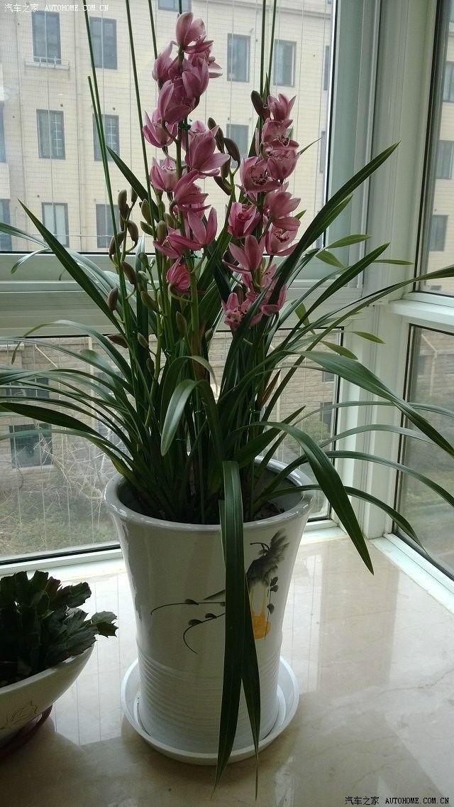 晒晒春节时家中花饰