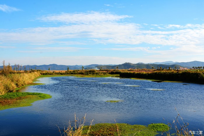 异龙湖国家湿地公园美丽的风景和红嘴鸥(8)