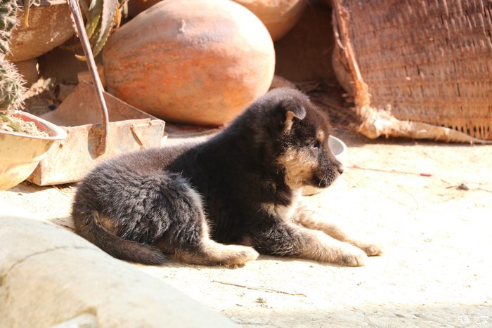 感受淳朴城子古村