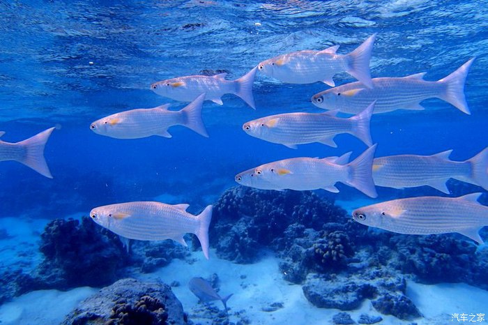 一群鱼游过