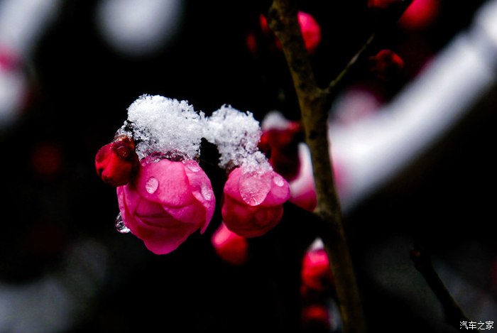 一剪寒梅傲立雪中