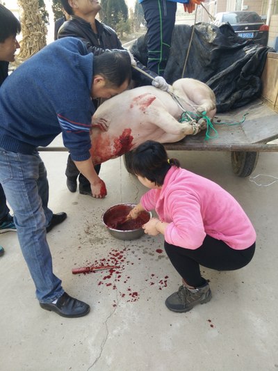 过年自己家杀个猪吃!