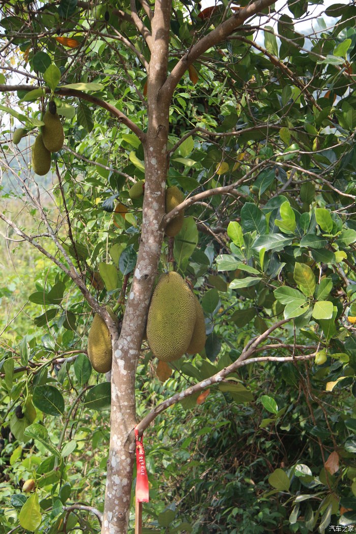 波萝蜜原来在树  次见