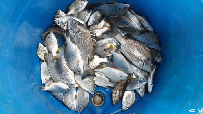 今天去钓鱼,被坑了