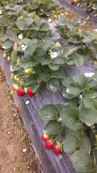 2月16日(农历28)深圳出发至惠州南昆山、龙门