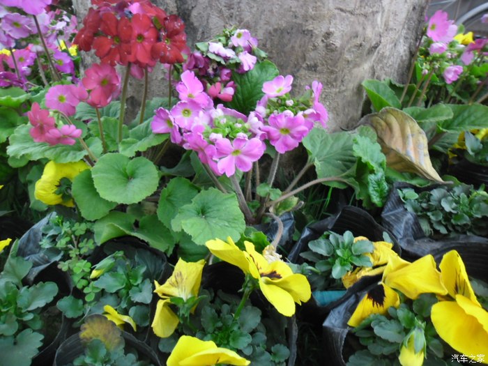 【若木系列】春天随拍,花开的季节!