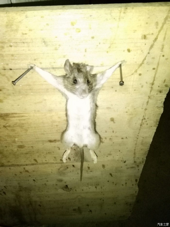 谁还能找的到以前论坛有个把老鼠前爪钉木板上的那篇文章地址?