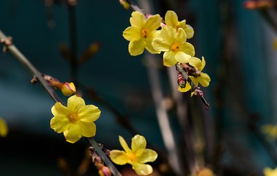 【花卉】迎春花