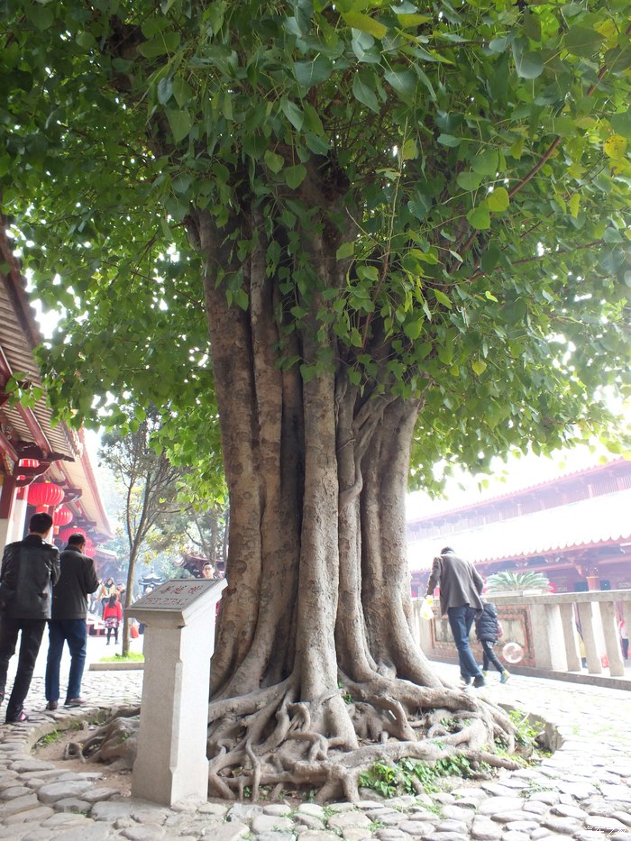 菩提树高清图片打坐图片