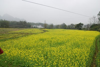 油菜花田,上林的一景