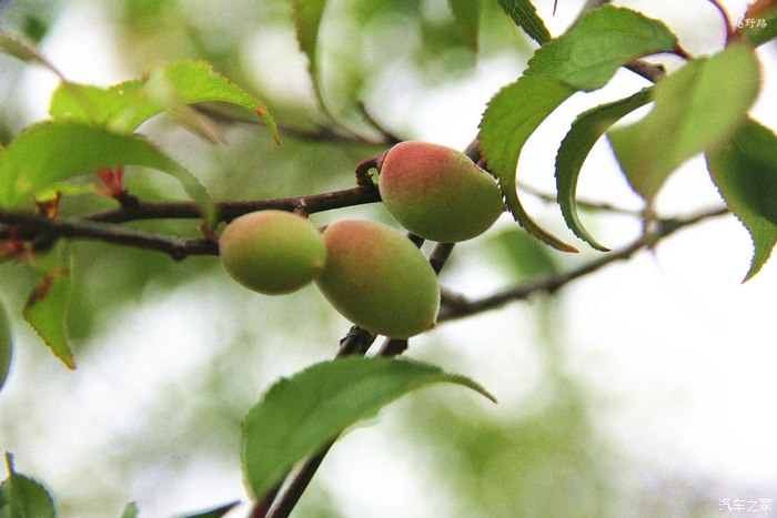 春風吹紅梅子果新春遊梅園賞梅子果