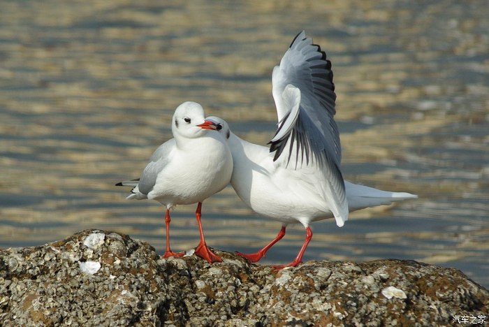 两只海鸥