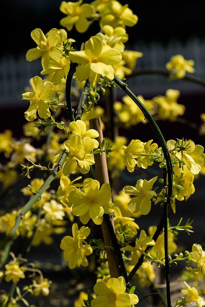 花卉探春云南黄馨