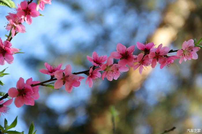 昆明郊野公园走桃花运小拍几张桃花靓照