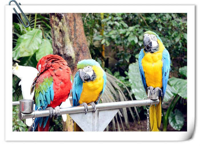 西双版纳动植物王国异域风情