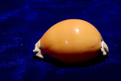 涡螺生活在温暖海水中的沙质或泥质海床上,是游动得很快的食肉动物.