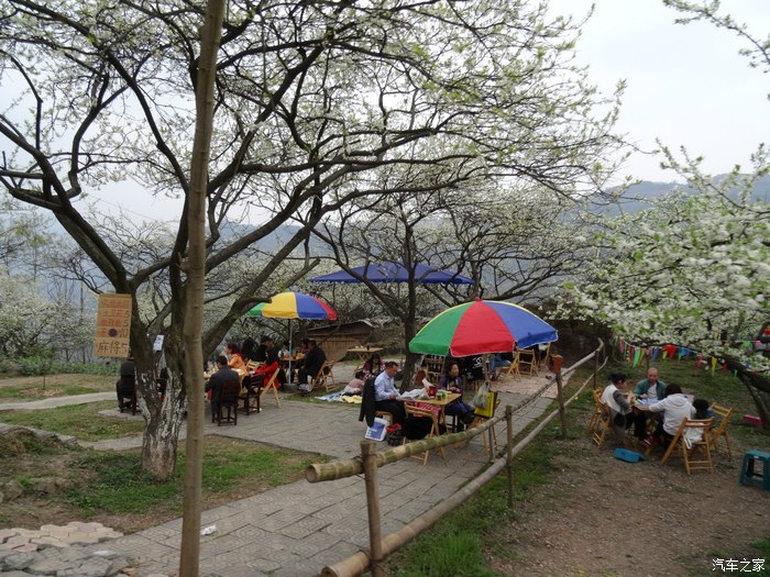 雪山大邑雾山乡满山的油菜花花灰黄灰黄李子花花迅白迅白