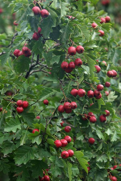 崖壁周边的坡地里种植有大量的山楂树,正是果子成熟时节,红灿灿的果子