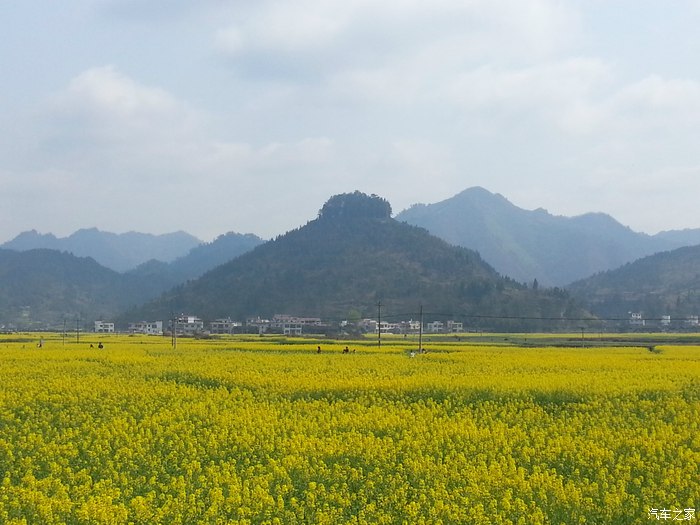 我在铜仁瓦屋油菜花海等你