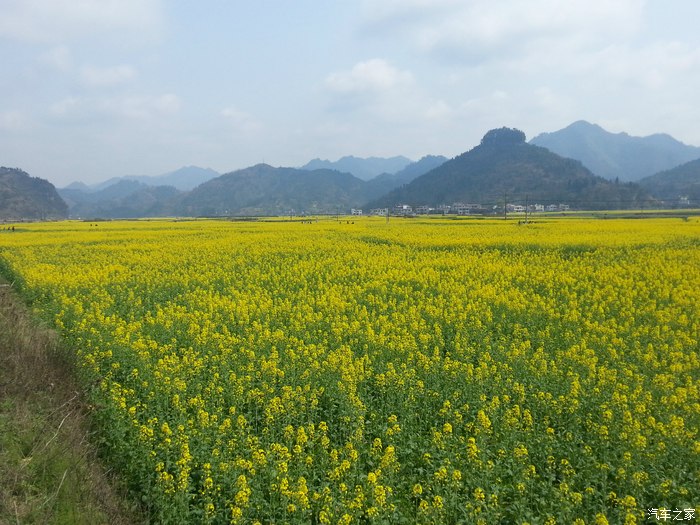 我在铜仁瓦屋油菜花海等你