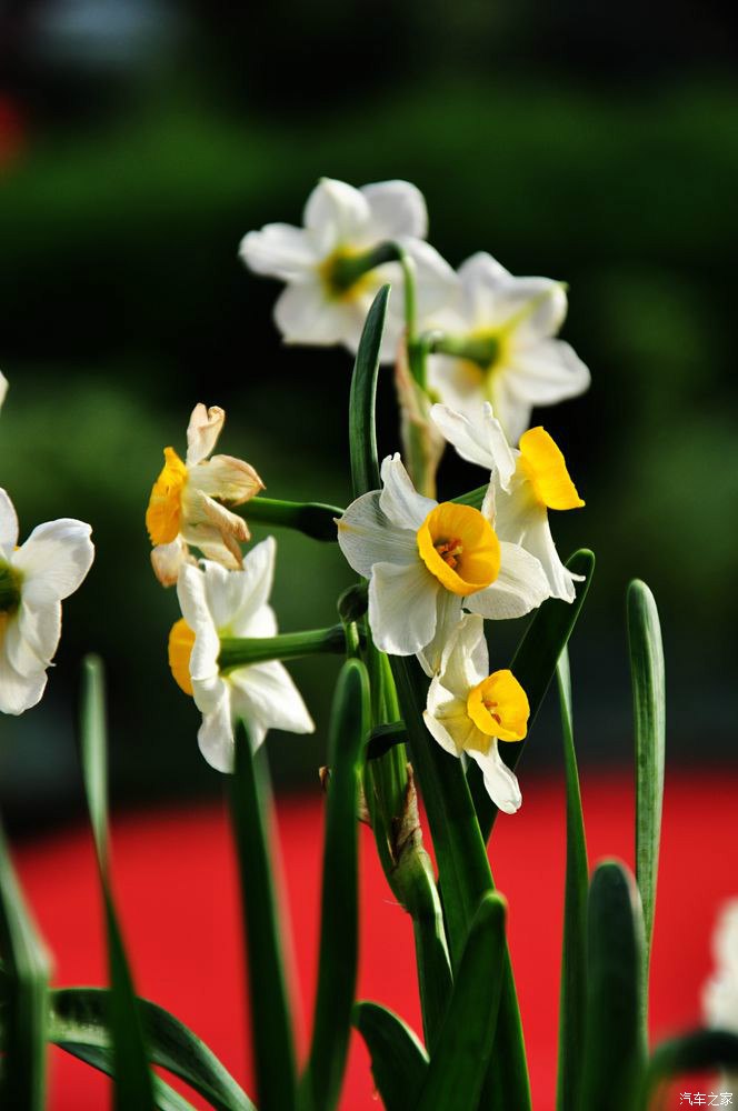凌波仙子水仙花