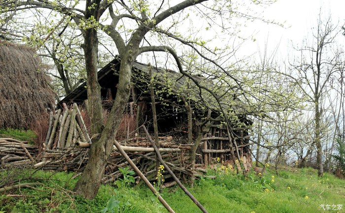 春暖花开大邑雾山大坪村赏花之旅 三月是春暖花开的季节,大邑县雾
