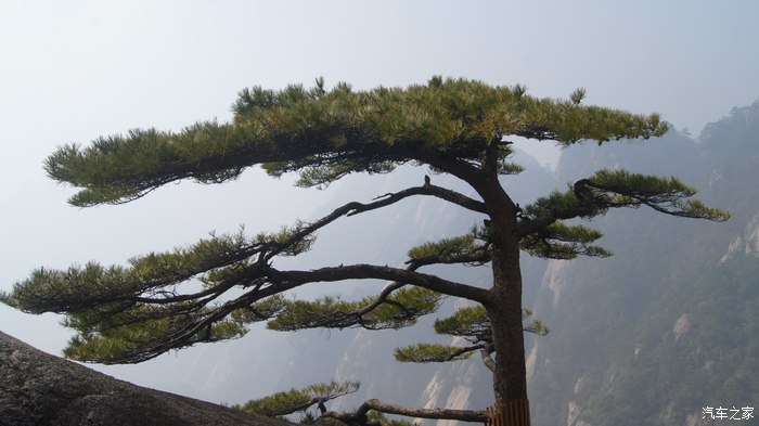 黄山上的松树,几乎都是这个形态.