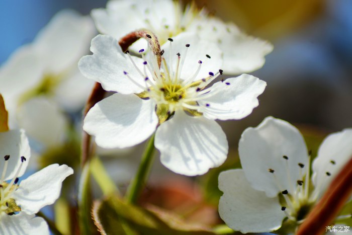 "忽如一夜春风来 千树万树梨花开"--永川黄瓜山梨花节