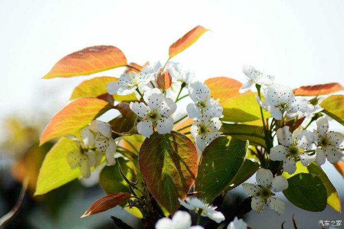 "忽如一夜春风来 千树万树梨花开"--永川黄瓜山梨花节