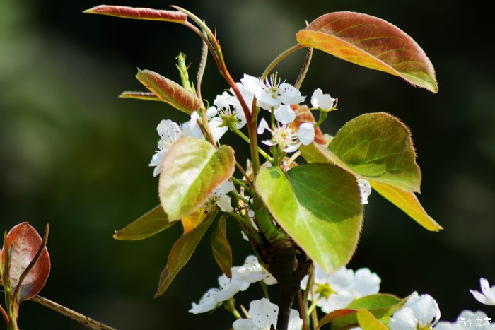 "忽如一夜春风来 千树万树梨花开"--永川黄瓜山梨花节