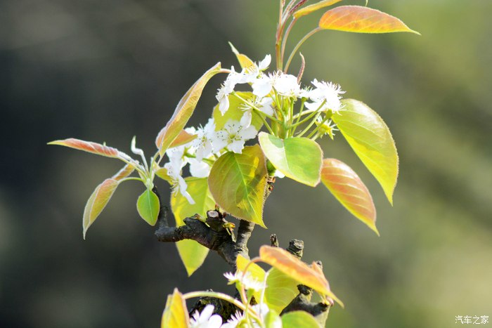 "忽如一夜春风来 千树万树梨花开"--永川黄瓜山梨花节