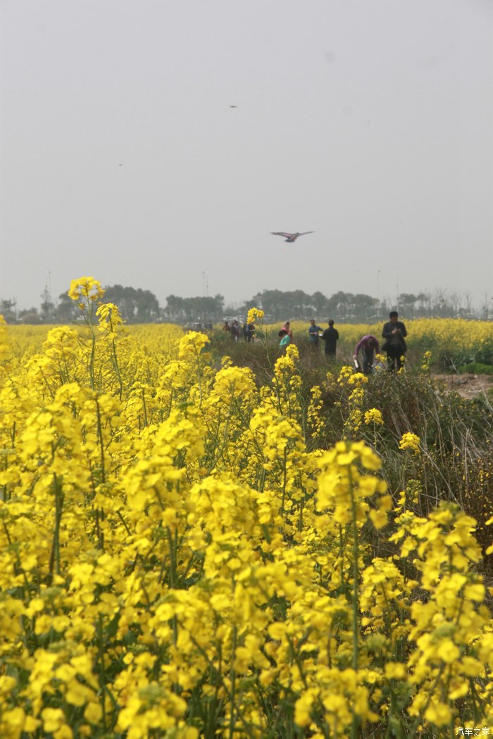 东海塘油菜花地址图片