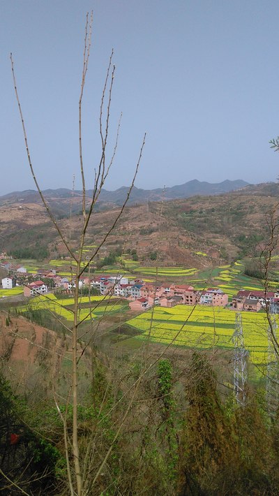 踏春漢陰 賞油菜花海