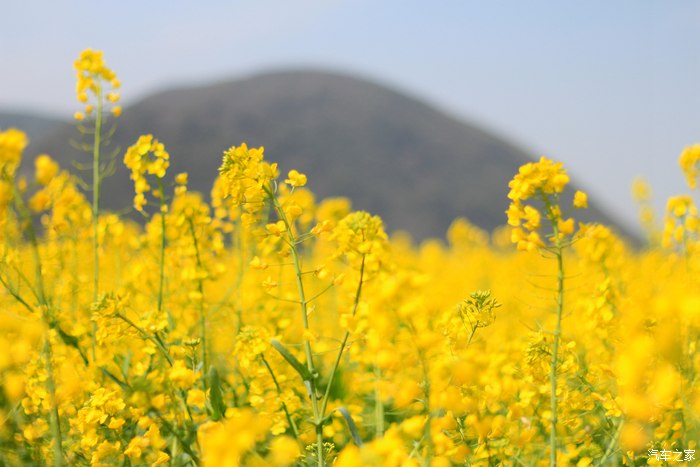 福晋来到了油菜花海