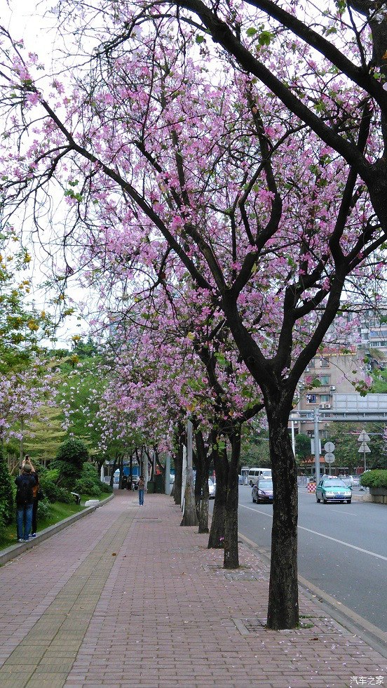 被誉为广州春天观赏紫荆花最靓的马路