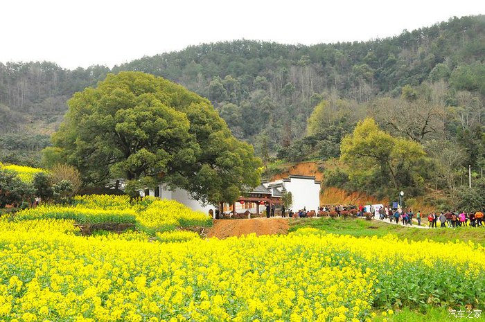 【百善隋唐】新安江山水畫廊,石潭油菜花醉了遊人