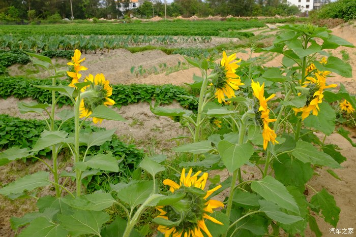 金滩哇塞上次从上林葵花节带回来的葵花籽几个月就开花了