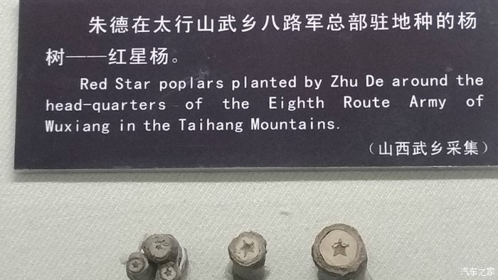 看到了神奇的"红星杨",杨树的中心是"五角星"