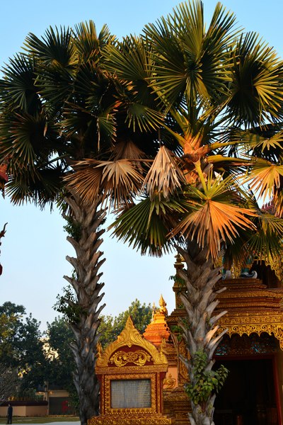 泰国僧人植贝叶树及纪念碑