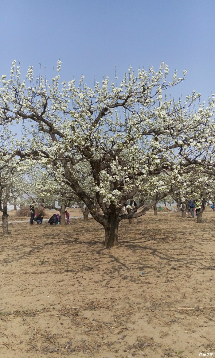 北京房山梨花节图片有点多手机党请谨慎