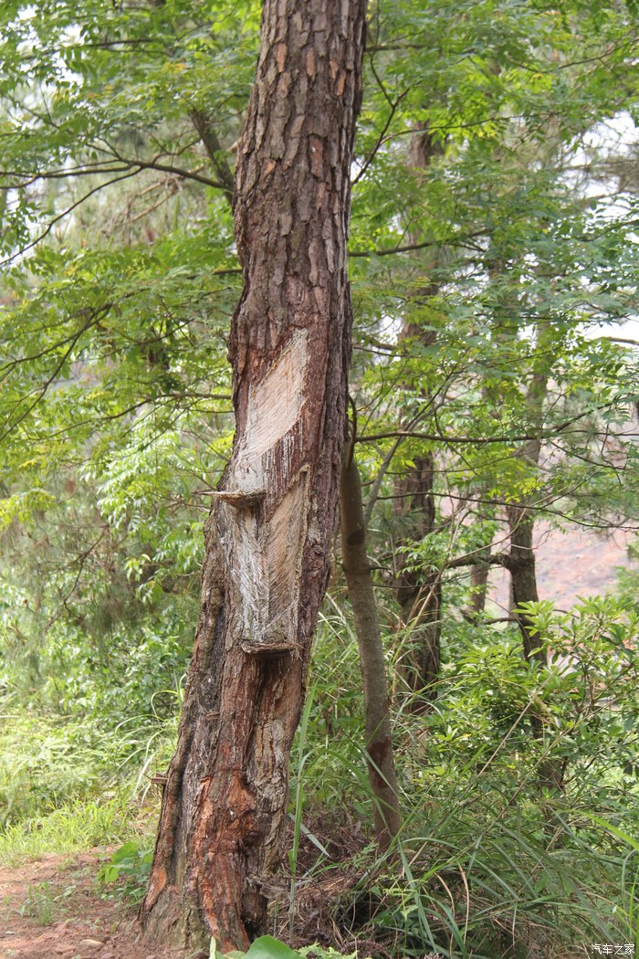 伤痕累累的松树