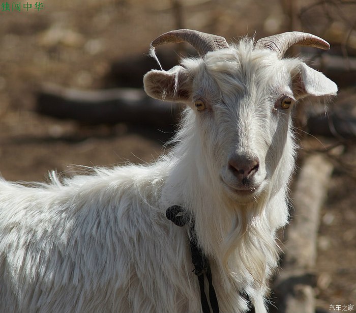 找寻春天之二---大美太行山古村落游茶房口村清明杏花游