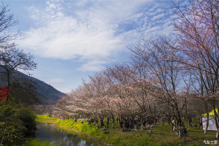 绍兴宛委山樱花节赏樱