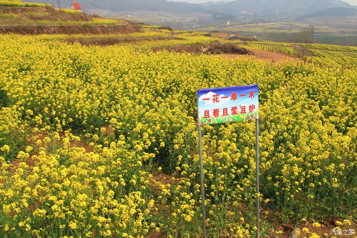 江北婺源北方水乡济南双泉观赏油菜花