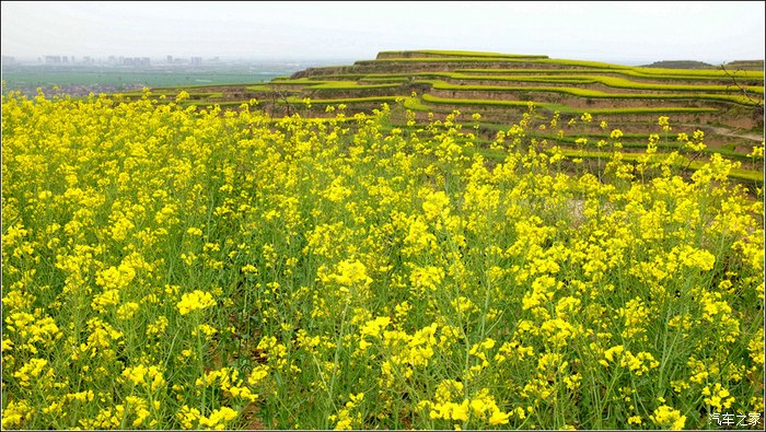 看油菜花還可以往北走三原魯橋鎮