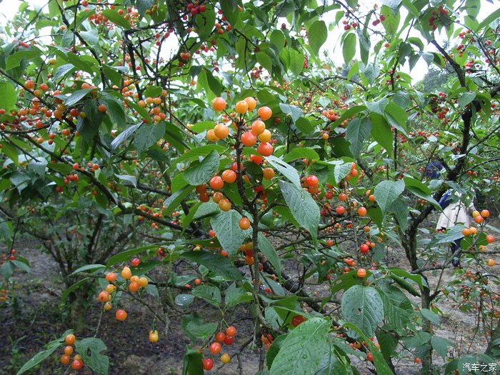 【翼搏春季自驾】重庆璧山云雾山樱桃谷采摘樱桃